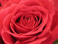 miniature-rose-1[1]